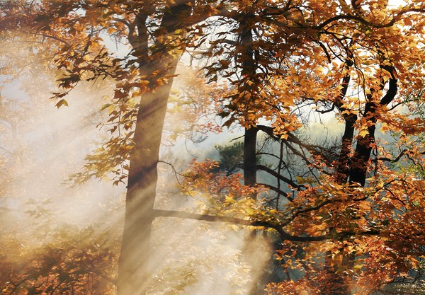 �ٺ���強�Ҷ