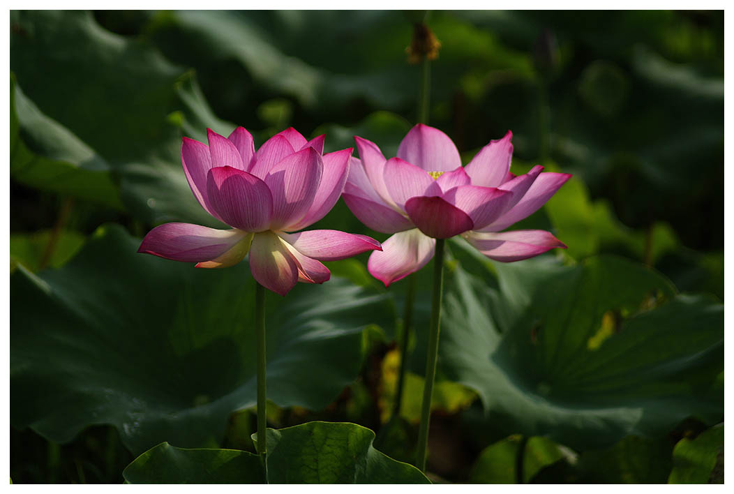 ȫ�й�����Ӱչ  ���ɿ����١� 