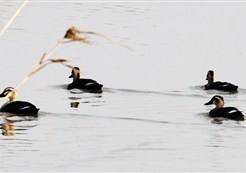 ����Ƽ��Ӱ��Ʒ