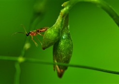 ��ͦͦ��Ӱ��Ʒ 